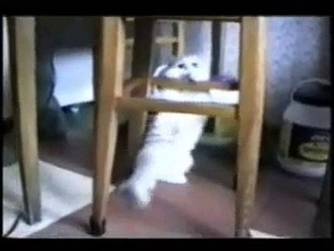 Video animali - I gatti più divertenti del mondo