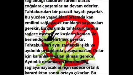 Tahtakurularının Yaşam Alanları