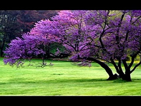 İrem Derici ♫♥♪ Nazende Sevdiğim Yadıma Düştü ♫♥♪