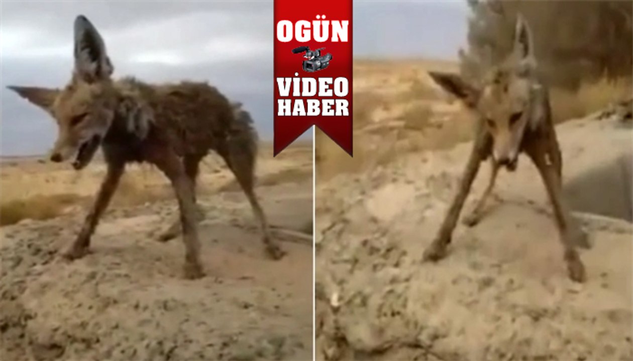 Soğuktan dondu !