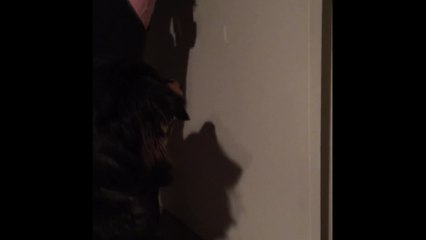 Dog hilariously tries to eat reflection from watch