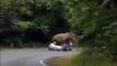 Elefante aplasta el coche de unos turistas