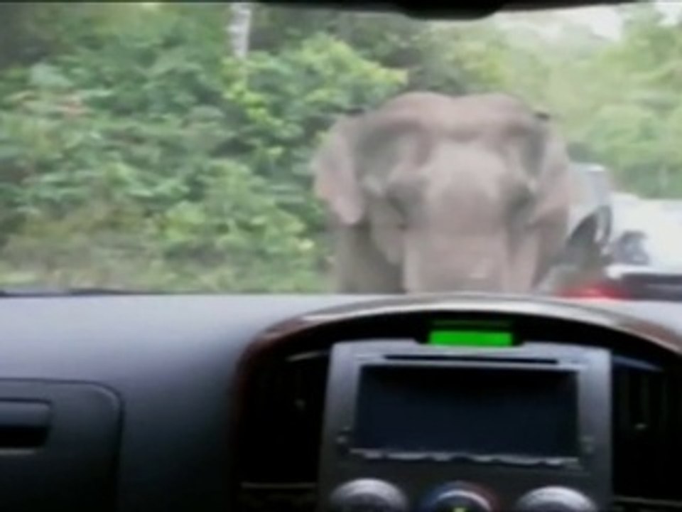Elephant Goes On a Rampage In Thai National Park