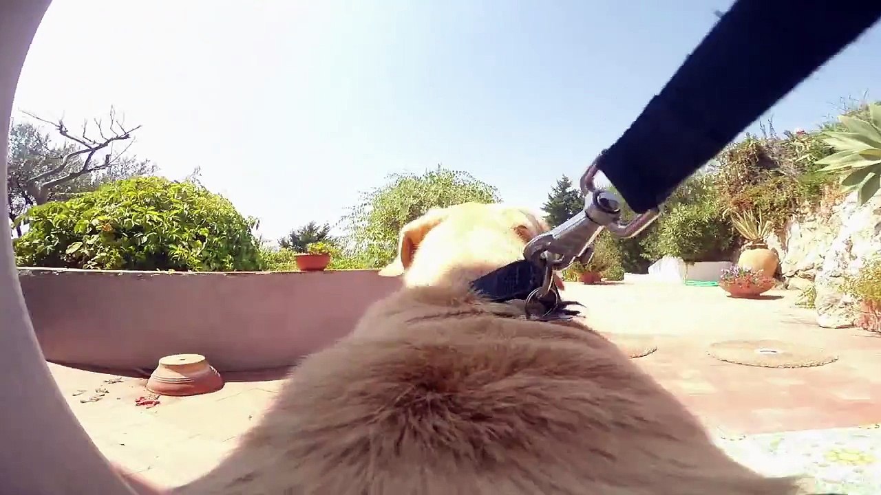 GoPro: It's Always Sunny In Walter's World