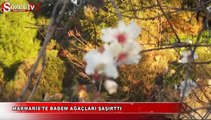 Marmaris'te badem ağaçları şaşırttı