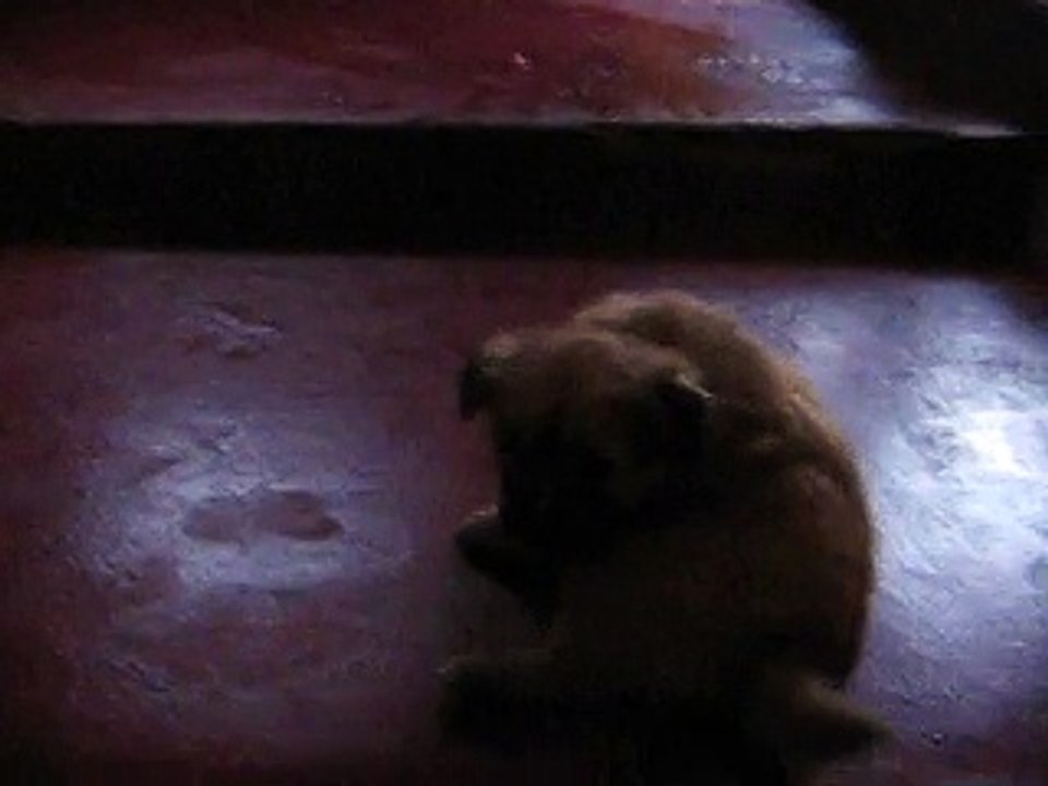 les chiots calypso et frescou le 15/01/15