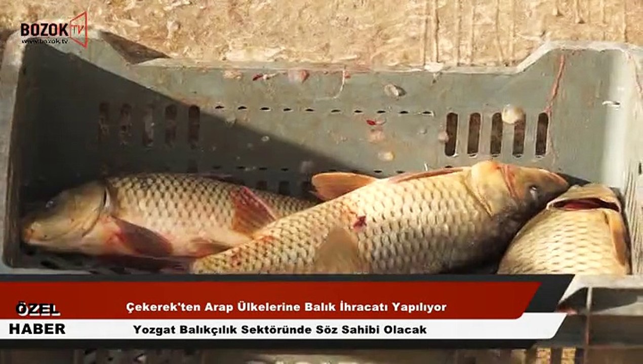 YOZGAT'TAN ARAP ÜLKELERİNE BALIK İHRACATI