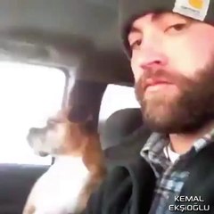 Sahibine Sen Hayırdır? Bakışı Atan Köpek