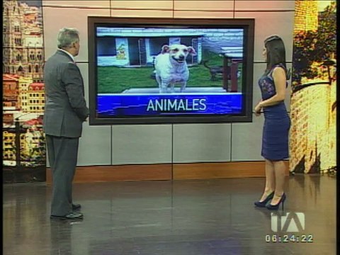 Save Ecuador , un centro de refugio para animales encontrados en la calle