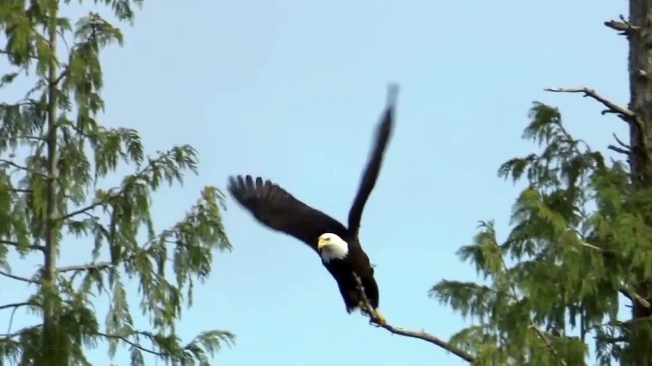 Adnan Karaduman - Zaman  ☆彡