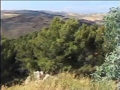 Alberi tagliati a Gabara. Se ne discute a Palazzo delle Spighe