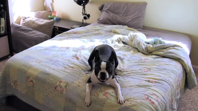 Excited Boston Terrier runs in circles for playtime