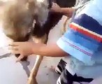 Dog Teasing A Boy Very Funny Must Watch - Rajushah384