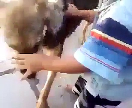 Dog Teasing A Boy Very Funny Must Watch - Rajushah384