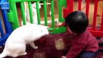 Funny Videos - Funny Cats - Funny Vines - Funny Pranks - Funny Babies - Funny Animals - Funny Fails