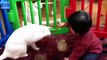 Funny Videos - Funny Cats - Funny Vines - Funny Pranks - Funny Babies - Funny Animals - Funny Fails