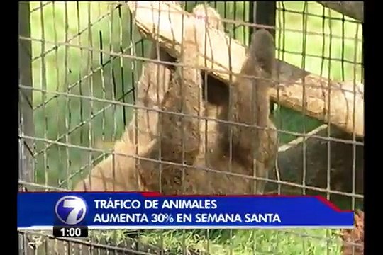 Autoridades realizan operativos ambientales durante Semana Santa