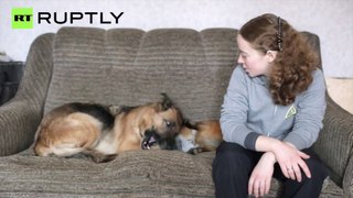 Uma raposa da Sibéria é o novo animal de estimação