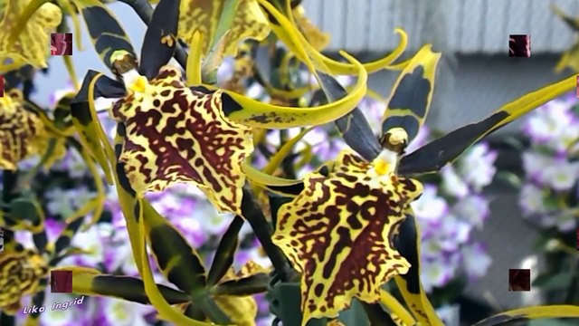 ORCHIDS - ОРХИДЕИ