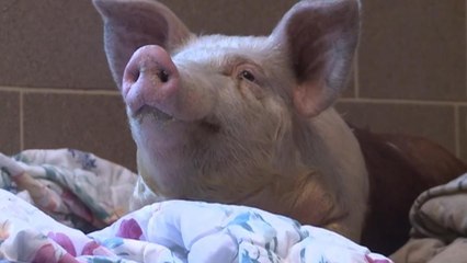 Mysterious Snow-Pig Tears Through Streets Of Wisconsin