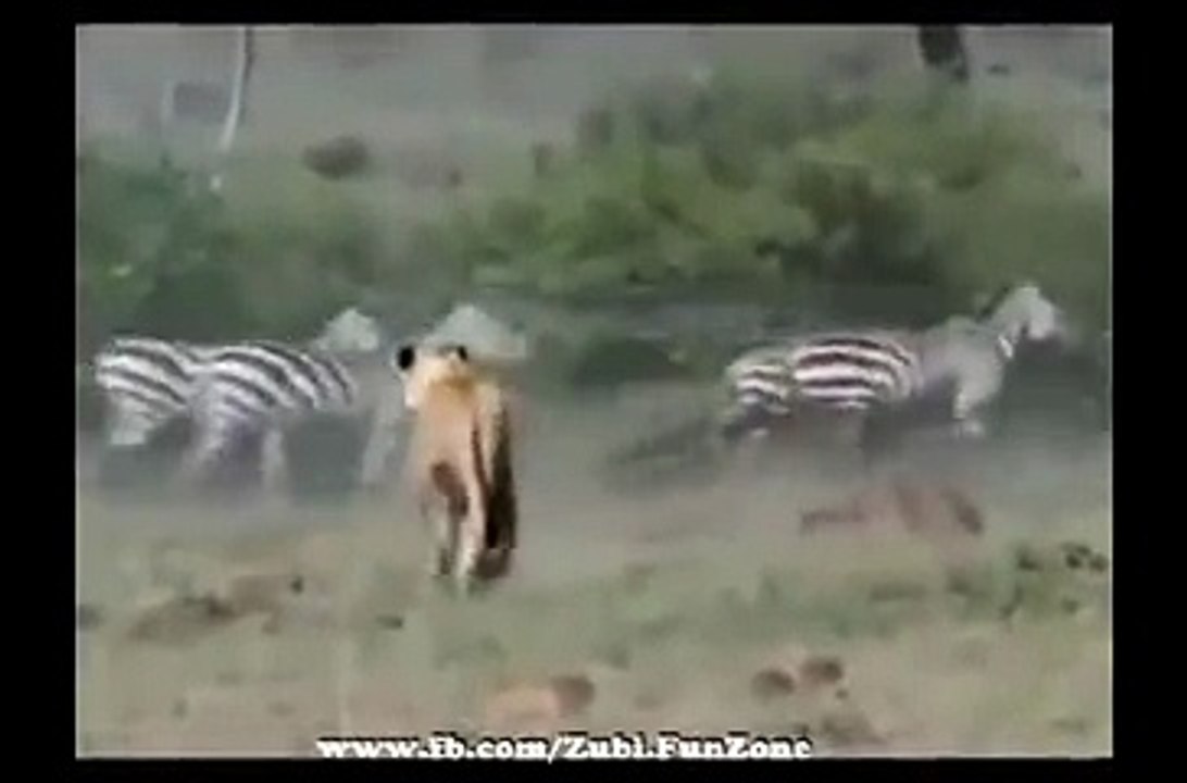 A good Kick By Zebra On lion Face Funny Video