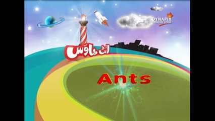 Ants