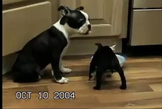 Animali - Cane sta su due zampe e cade dentro la ciotola del cibo.