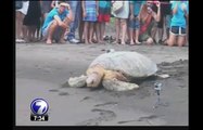 Matanza de tortugas no se detiene en costa caribe