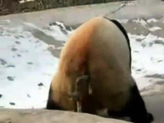 Animali - Orso che si gratta