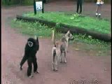 Animali - Scimmia vs Cane