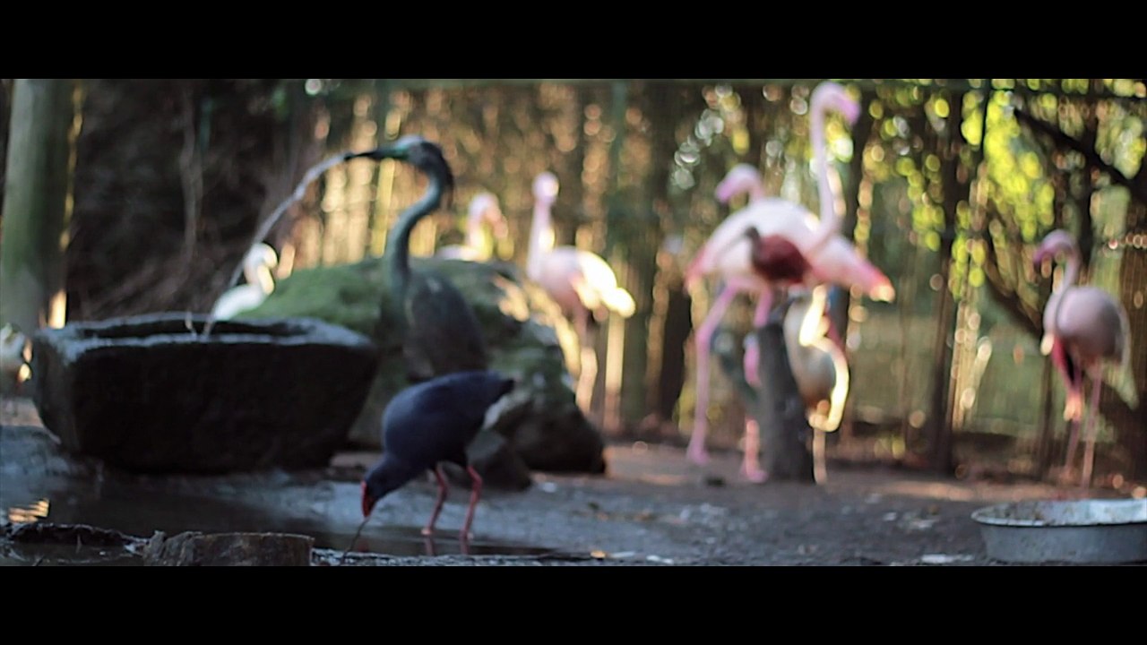 AVIFAUNA