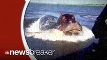 Hippo Terrifies Passenger by Jumping Out of Water Toward Passenger Boat