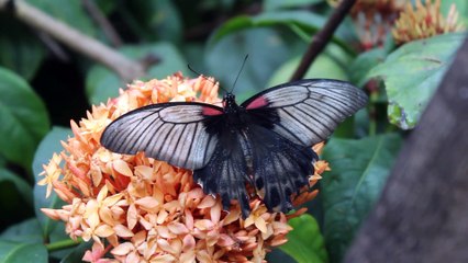 Westminster Butterfly Pavilion - Colorado - Ember - January 2015a