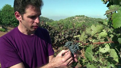 El vino israelí renace milenios después