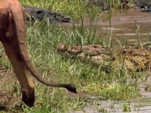 African Cats_ Earning His Keep - Clip - YouPlay _ Pakistan's fastest video portal