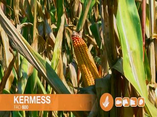 KWS – hibrid Kermess_382_10.01.2015.