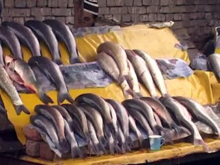 Fish Pkg Multan