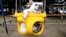 ---French bulldogs in swings CUTE