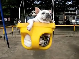 ---French bulldogs in swings CUTE