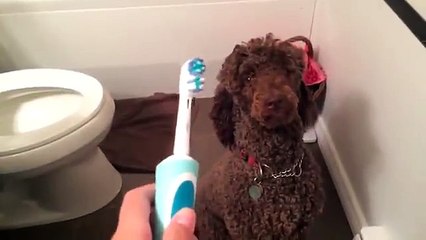 Köpek Dişini Fırçalatmak İstiyor - Çocuklara Ders Olsun