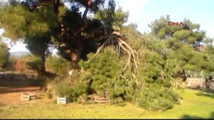 Çanakkale Kazdağlarındaki Fırtına Ağaçları Yerinden Söktü