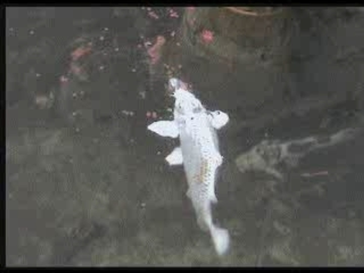 ⁣Pets Fish Dogs