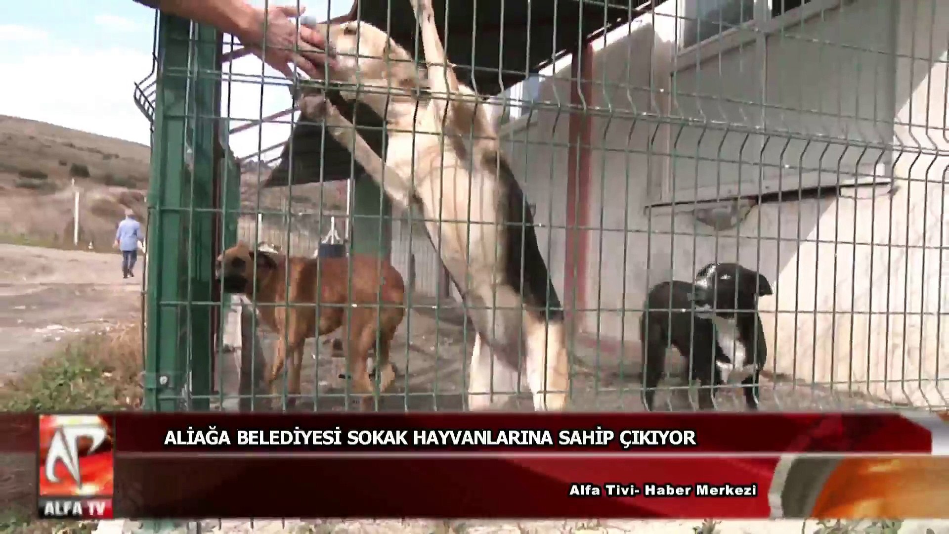 Aliaga Belediyesi Sokak Hayvanlarina Sahip Cikiyor Dailymotion Video