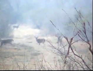 Game Hunting | Y Bar Ranch | (830) 373-4452