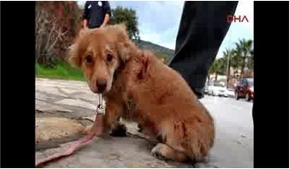 Kaza yapan motosilette yavru köpek yaralandı