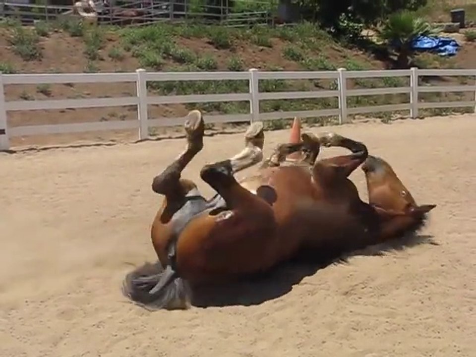 Funny Horse Farts: Passing Gas
