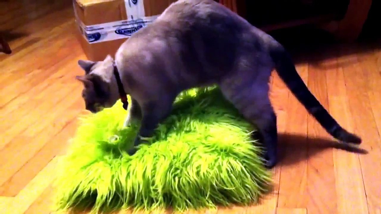 Ce chat bug complètement sur ce coussin