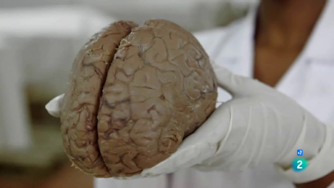 Evolucion del cerebro humano: Herramientas y lenguaje