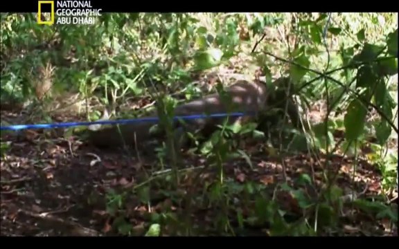 مواجهات حتميه - تنين كومودو - وثائقي