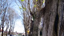 Ecologistas piden al Ayuntamiento Gijón paralizar tala de 49 árboles